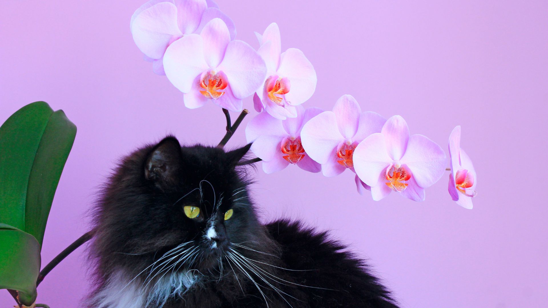 Are Your Beloved Orchids Putting Your Cat At Risk