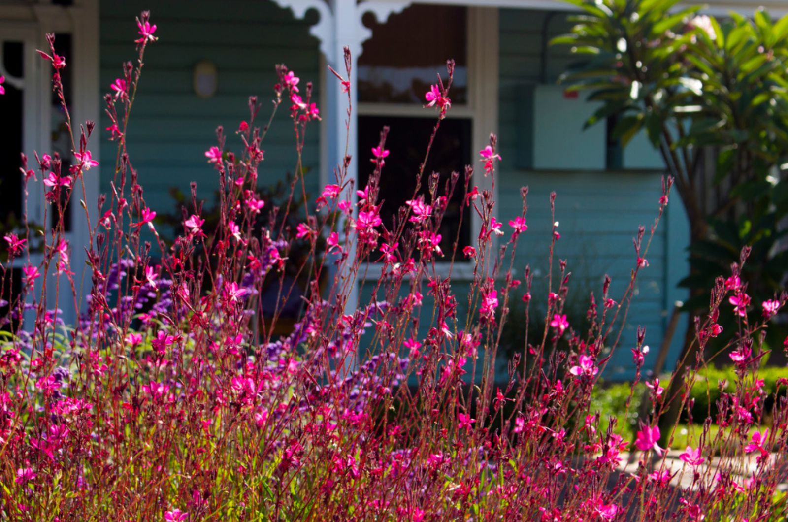 Australian Butterfly Bush with pink flowers