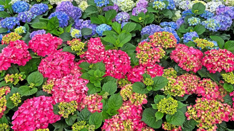 hydrangeas