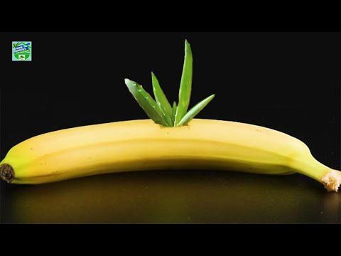 Banana and aloe vera