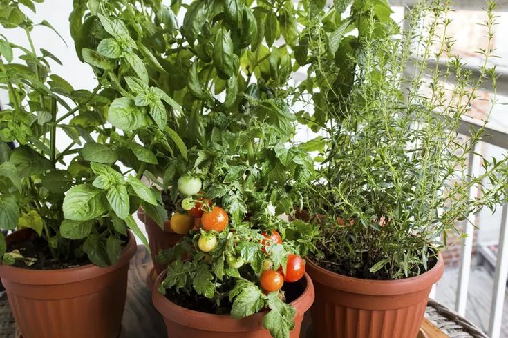 Basil and Tomatoes in the Same Container