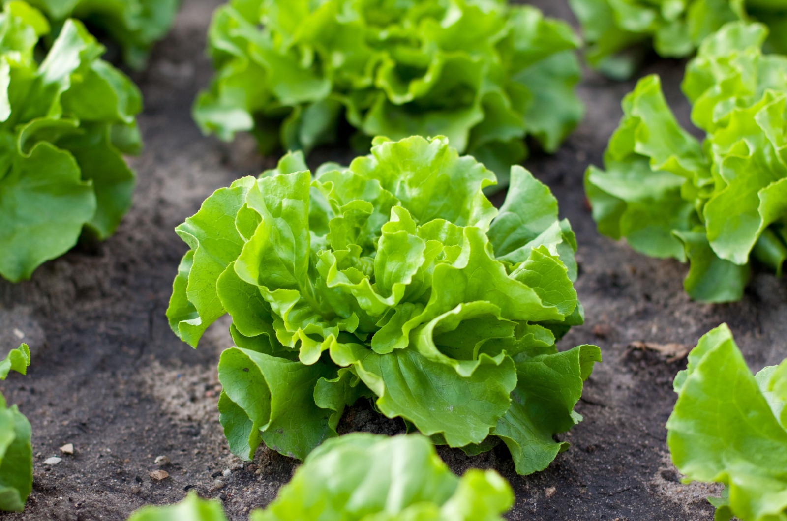 photo of lettuce in garden