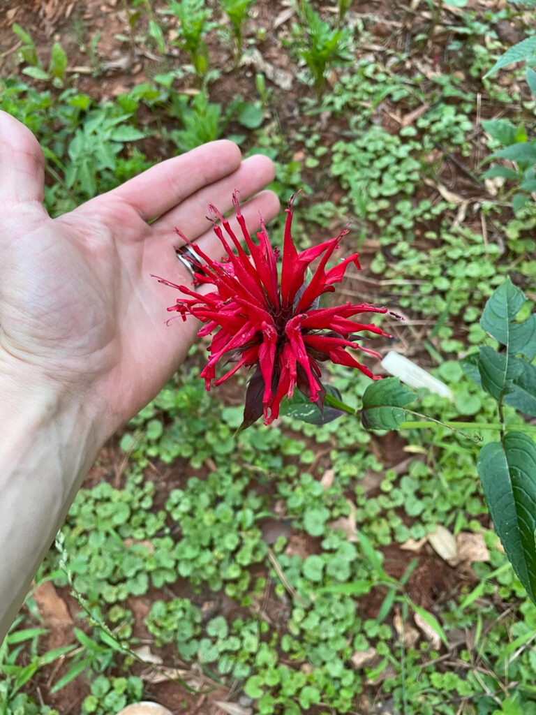 Bee Balm flowers