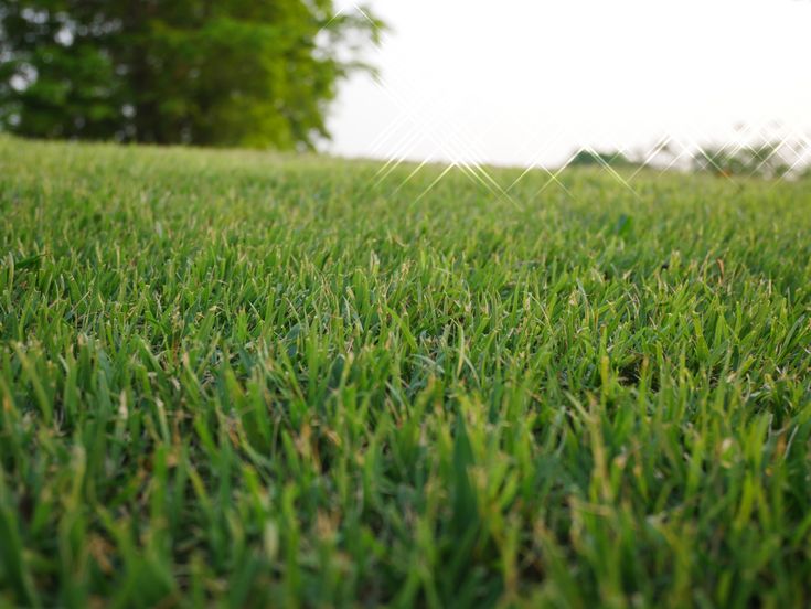 These 4 Fast-Growing Grasses Will Turn Your Lawn Into A Green Paradise