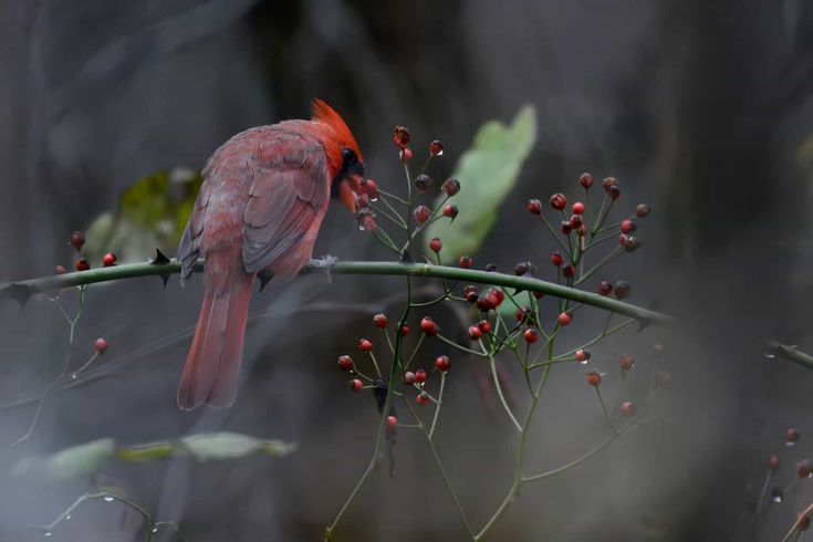 Bird attracted to a plant