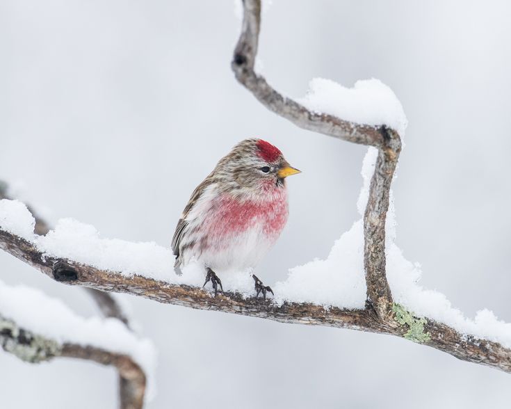 Bird in winter