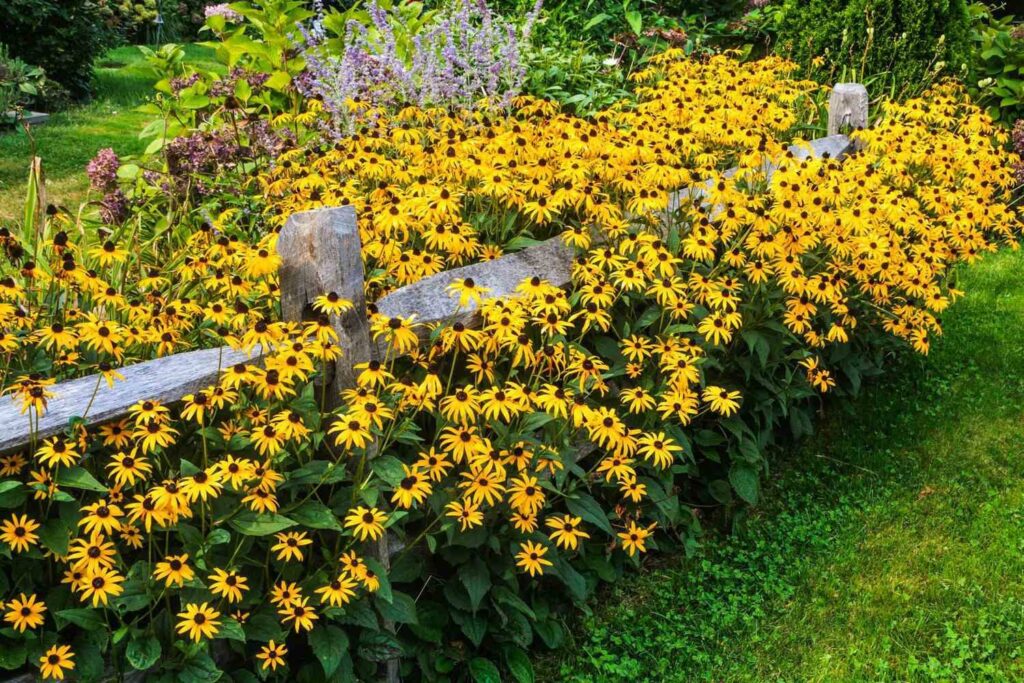 Black-Eyed Susans in a field