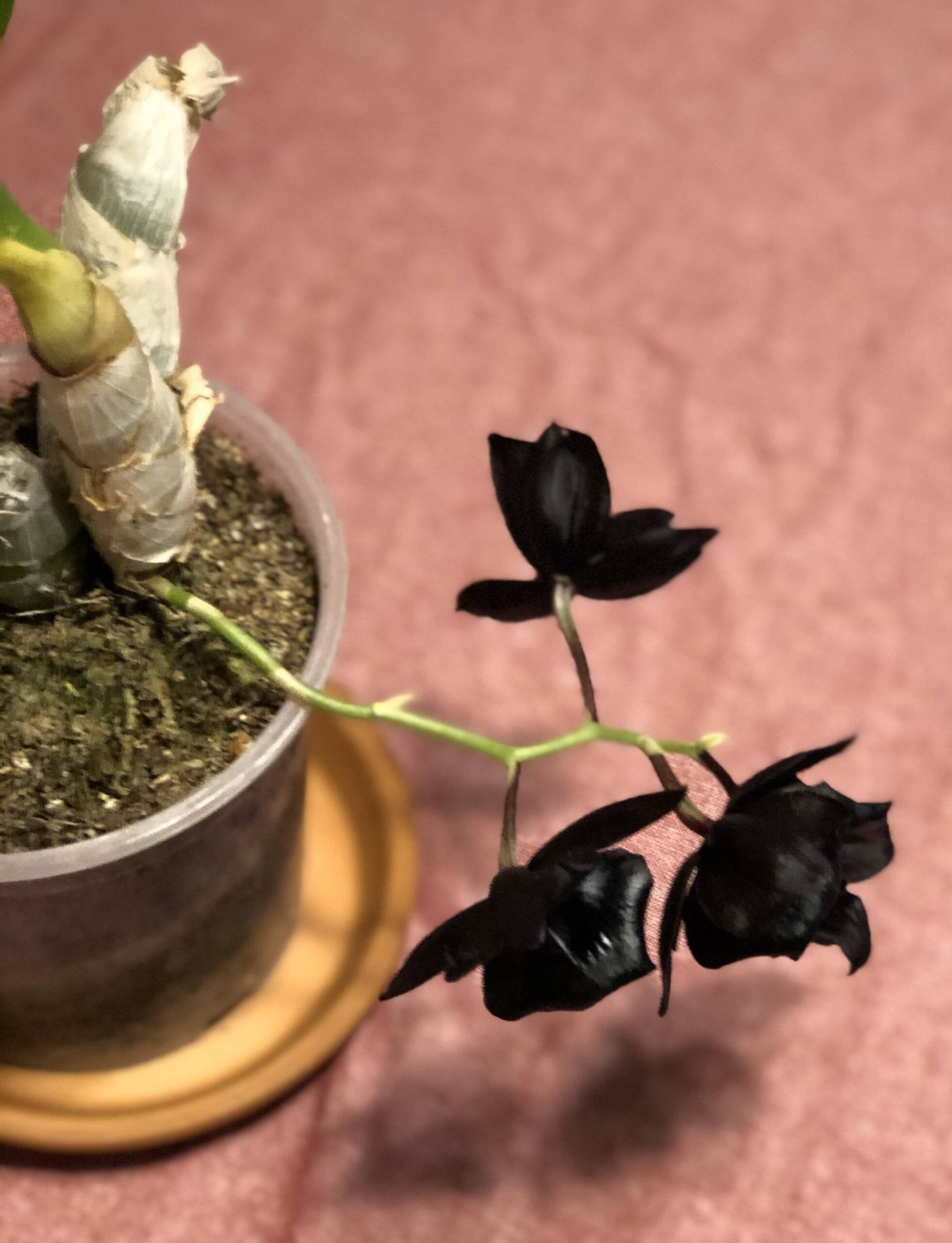 Black Orchid in pot