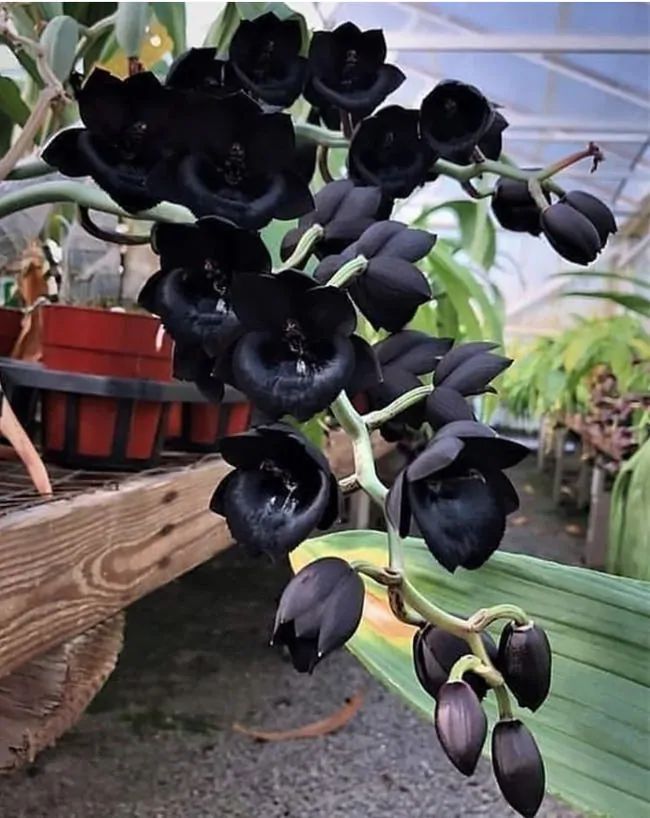 Black Orchids