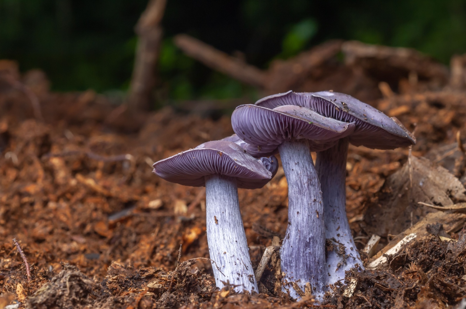 Blewit mushroom