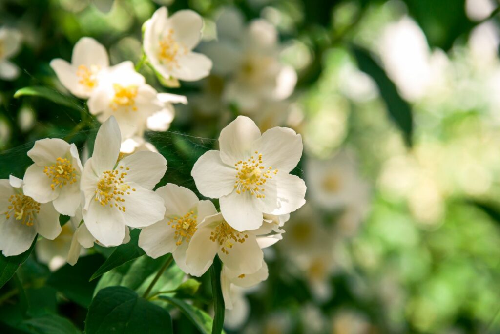 Blooming jasmine shrub in June