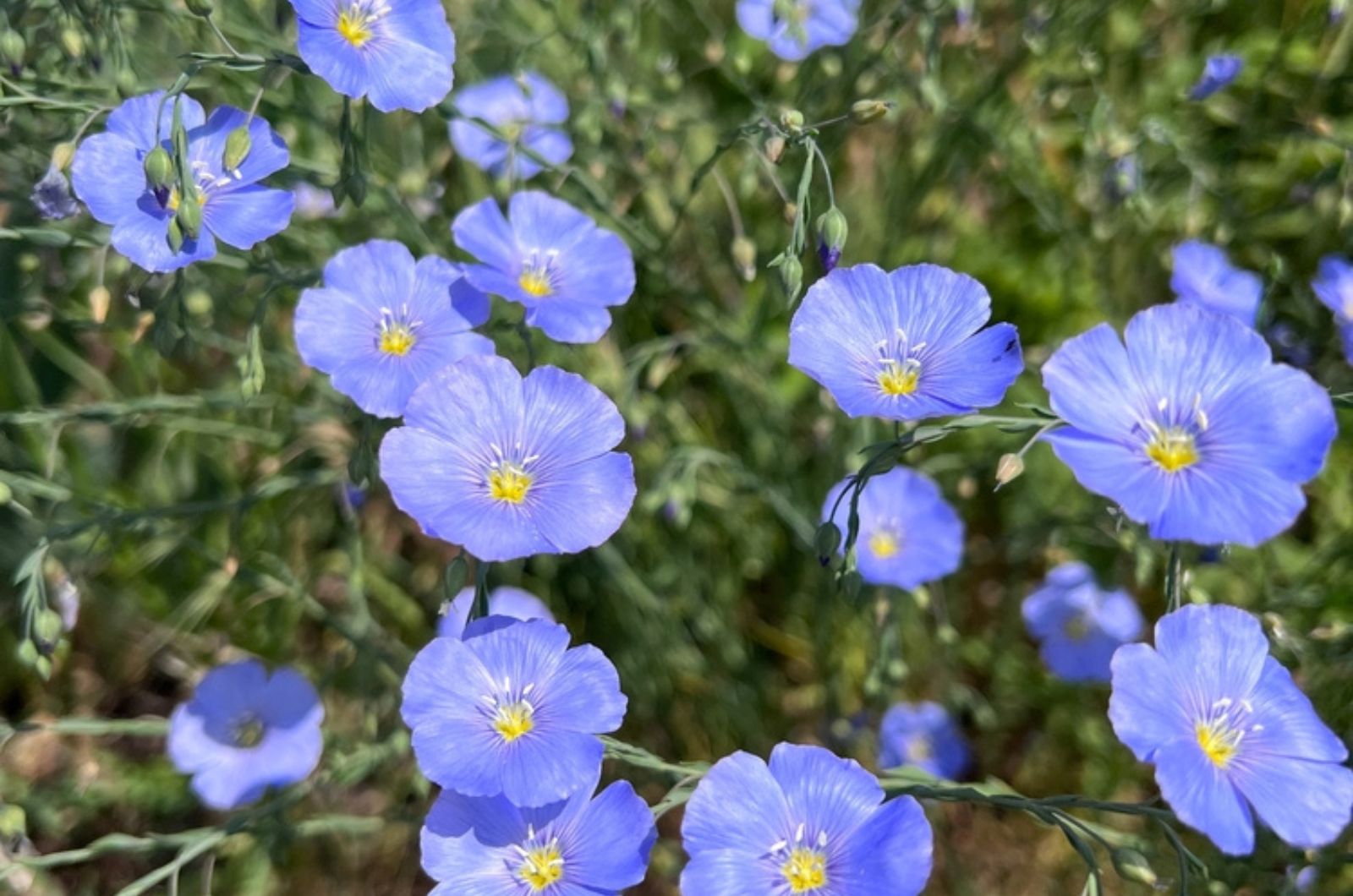 Blue gentle flax flowers