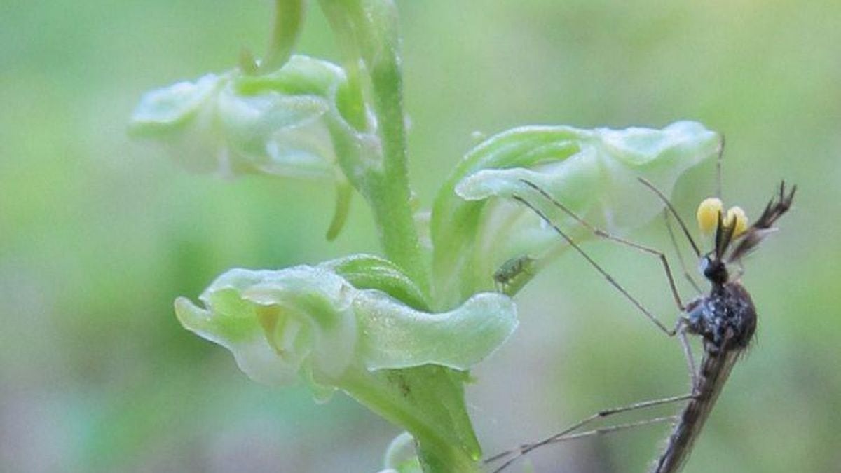 Blunt Leaf Orchid