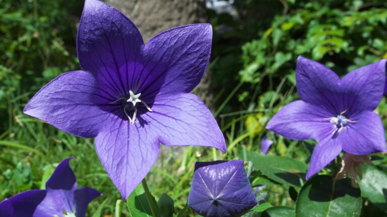 balloon flowers in bloom