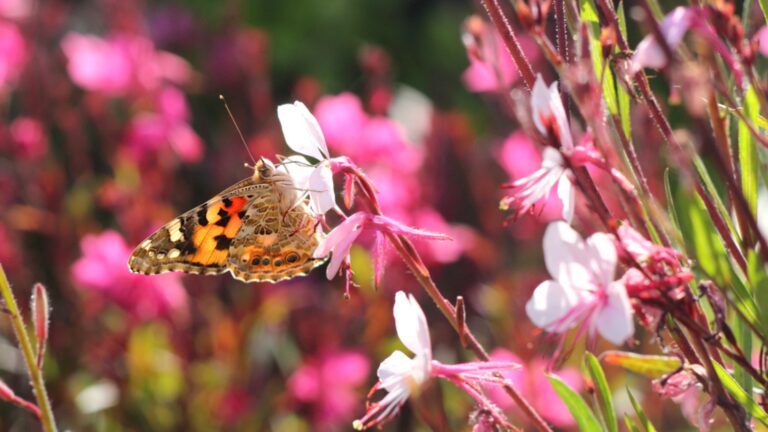butterfly on the flower