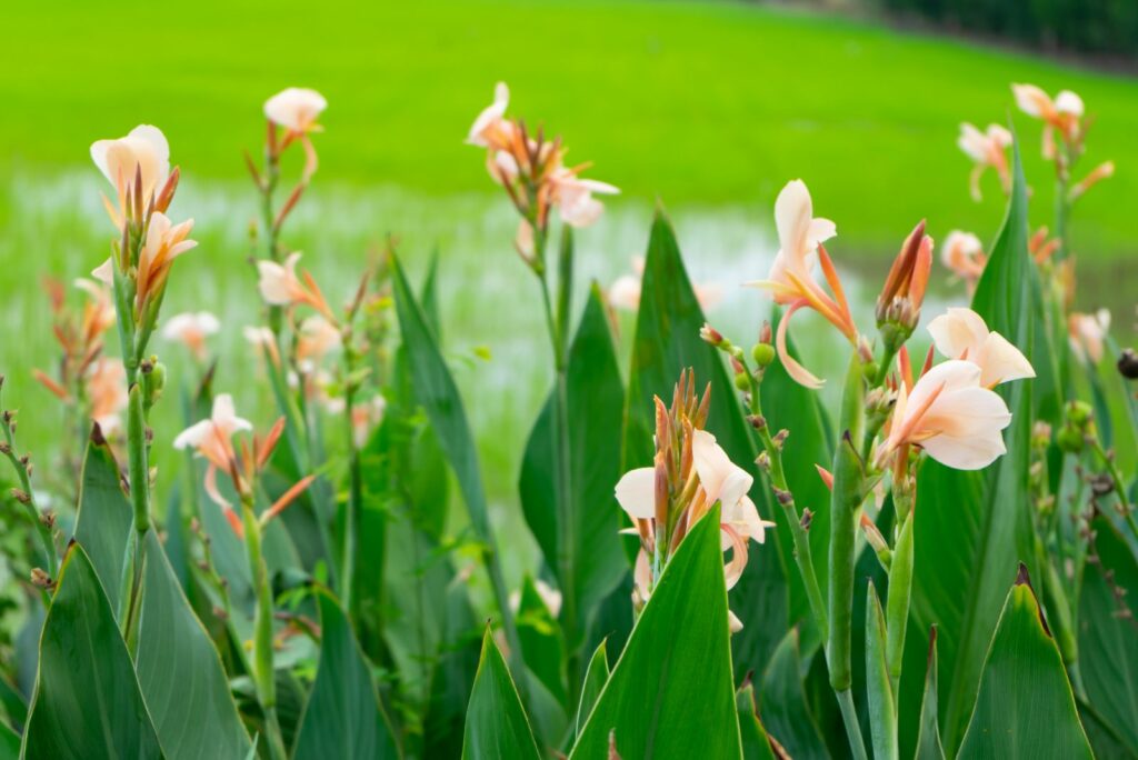 Canna Lily flowers are blooming