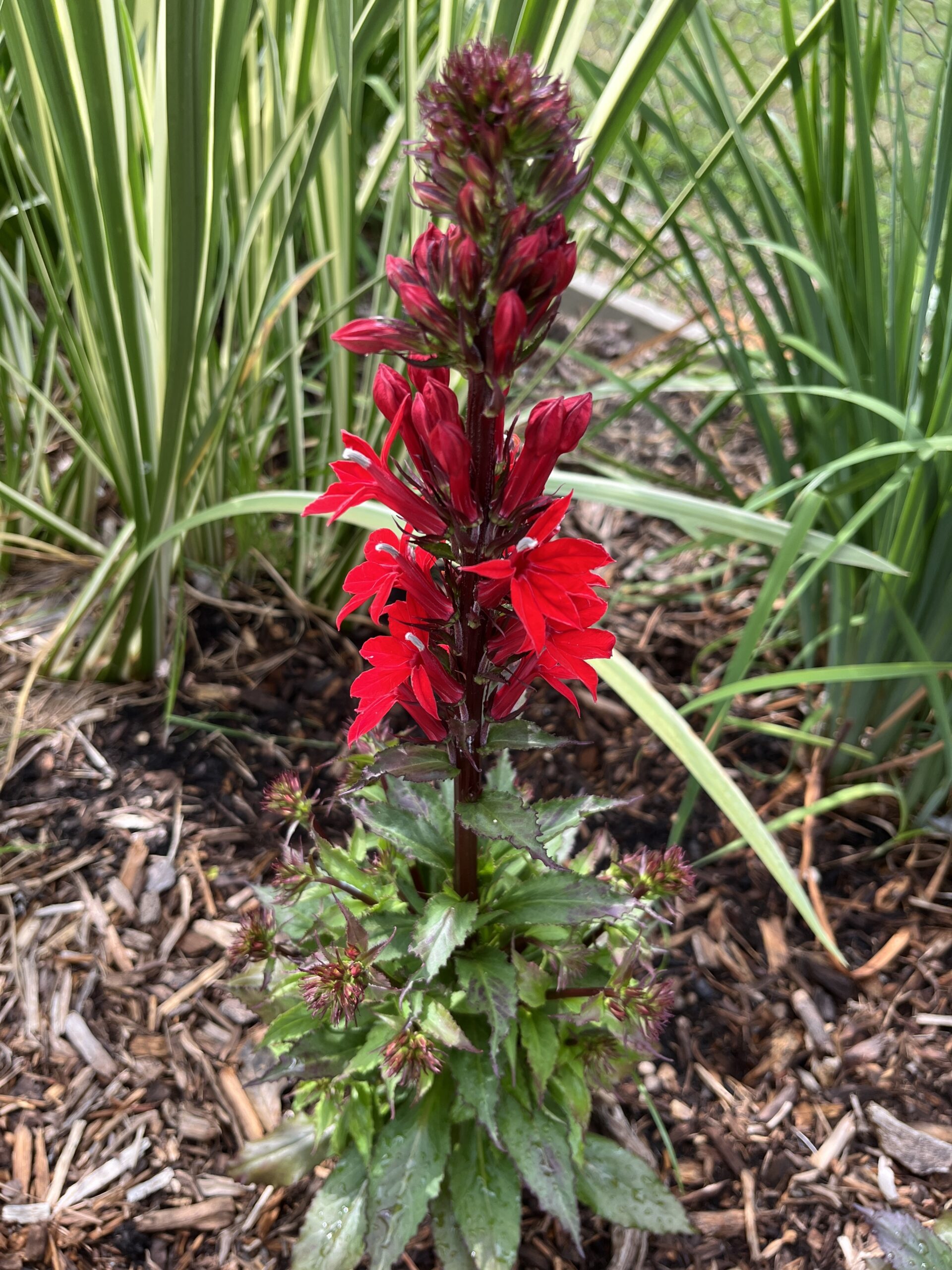 Cardinal Flower In A Garden