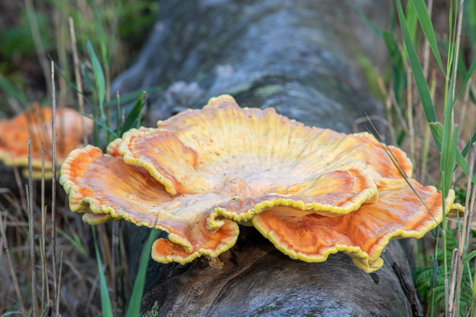 Chicken of the woods mushrooms