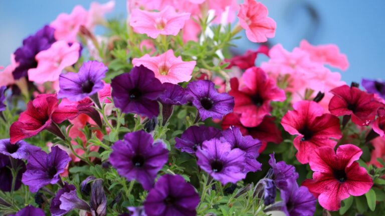 pink and purple petunias