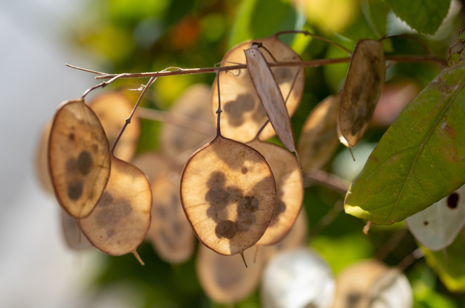 Close-up of honesty silvery seed pods