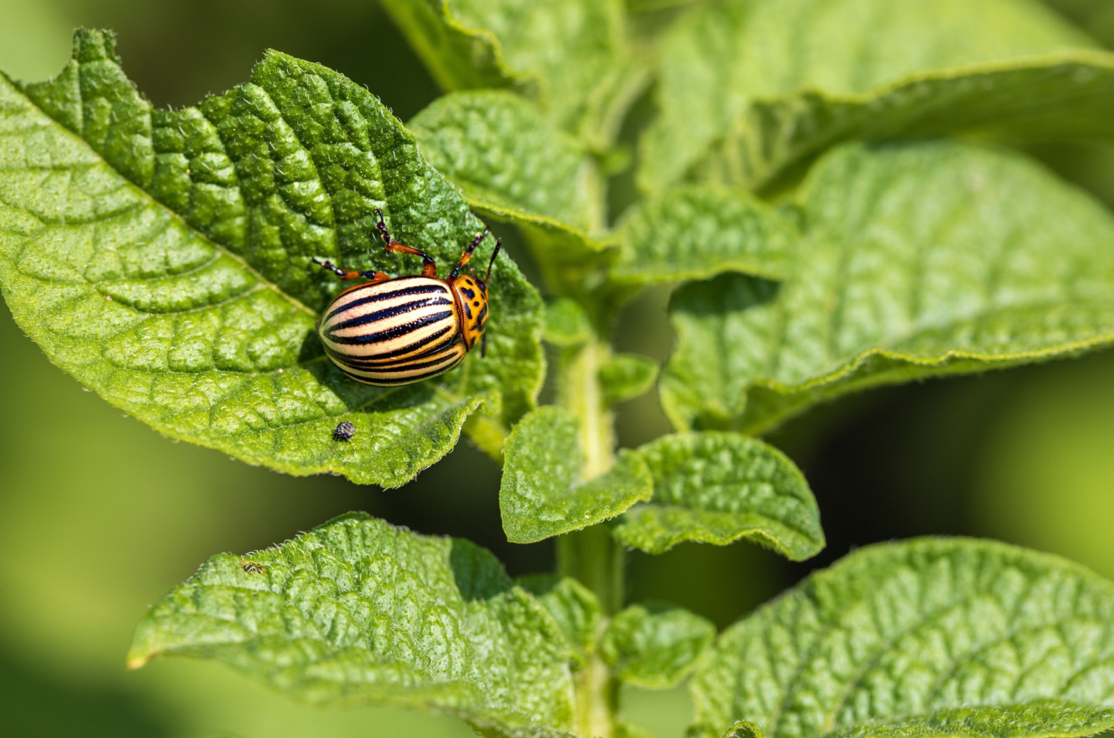 Colorado Potato Beetles