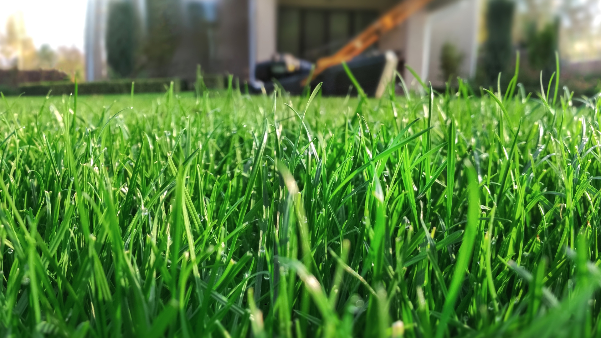 beautiful grass