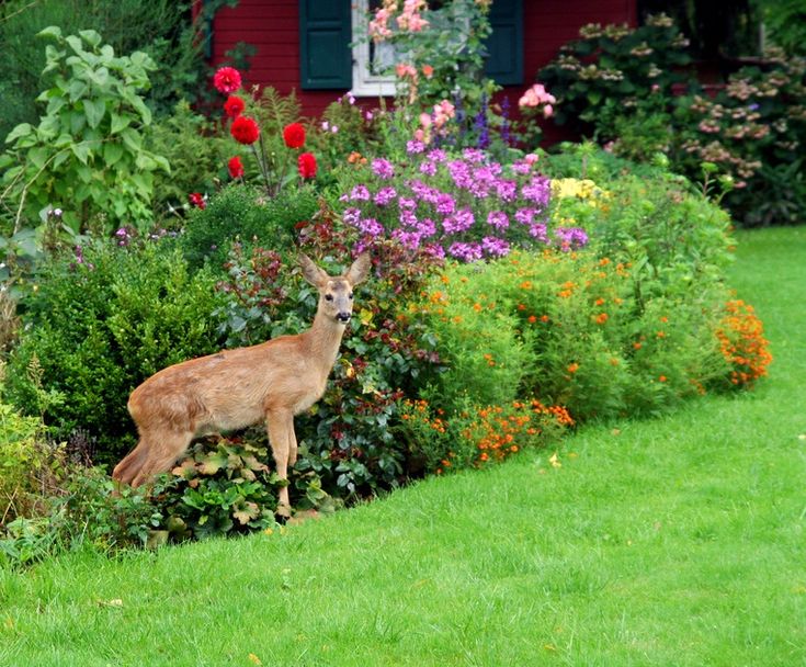 Deer in garden