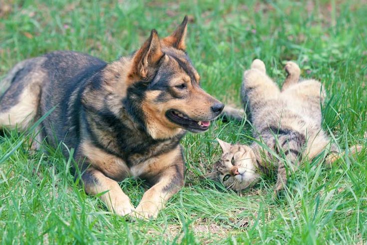 Dog and cat