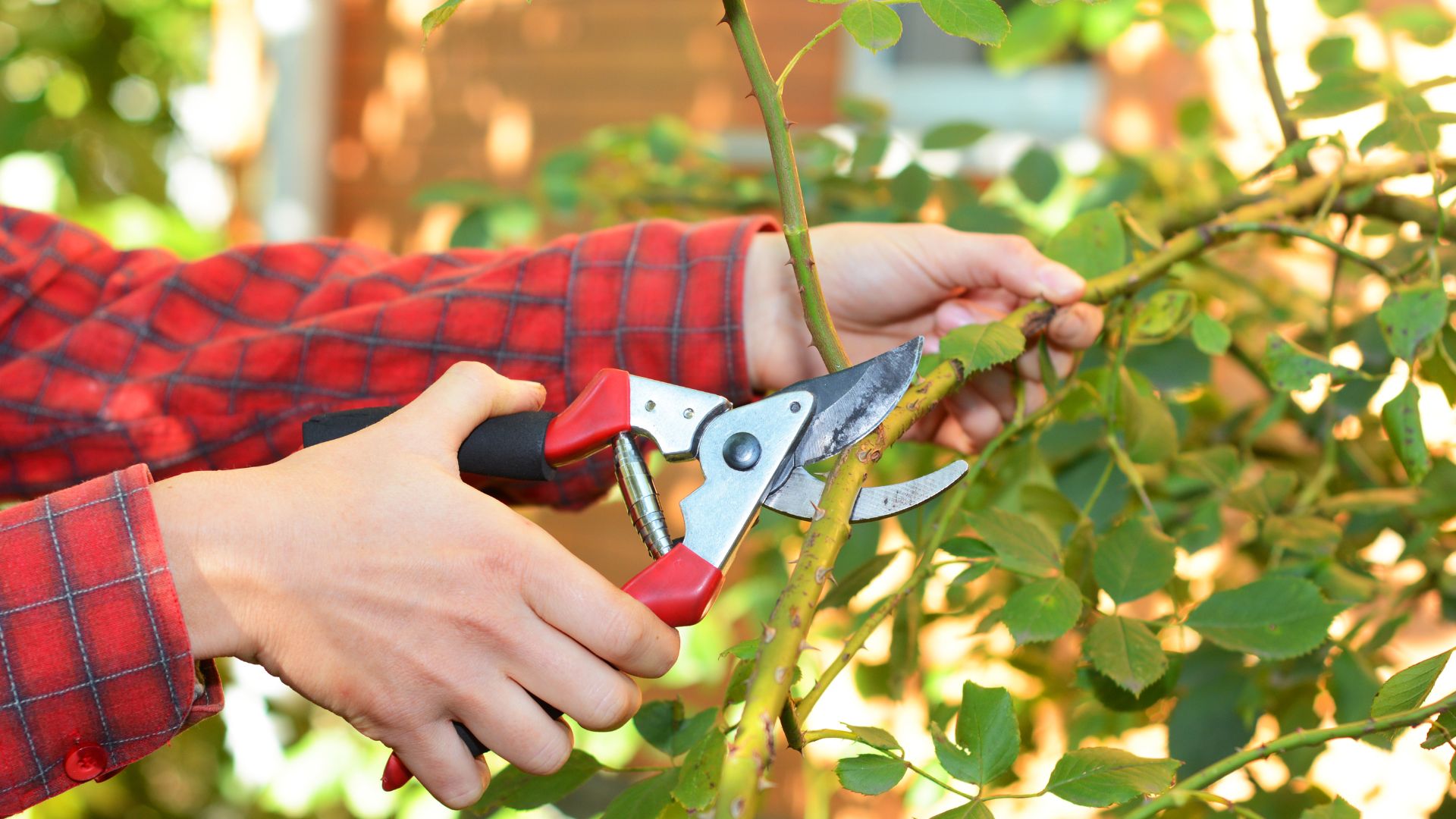 Don’t Miss These Key August Pruning Tips For A Thriving Garden