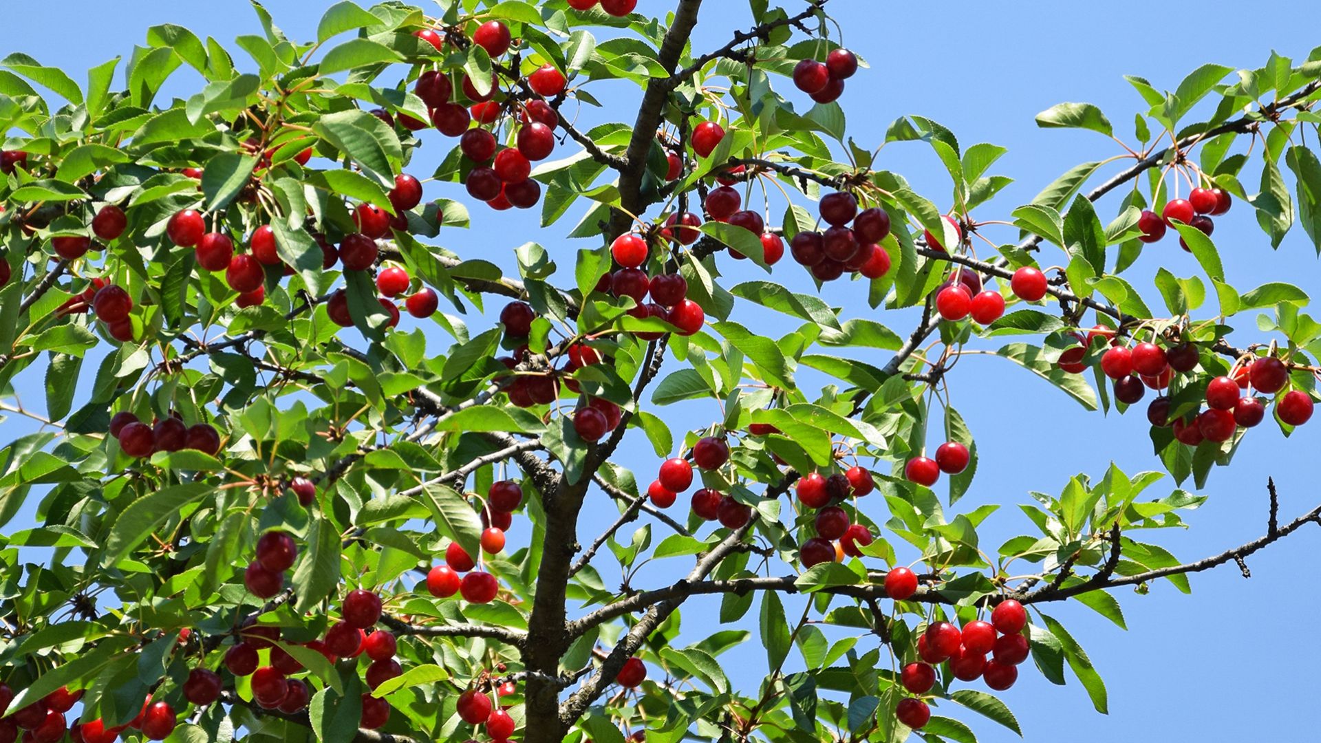 Easy Steps To Grow Delicious Cherries