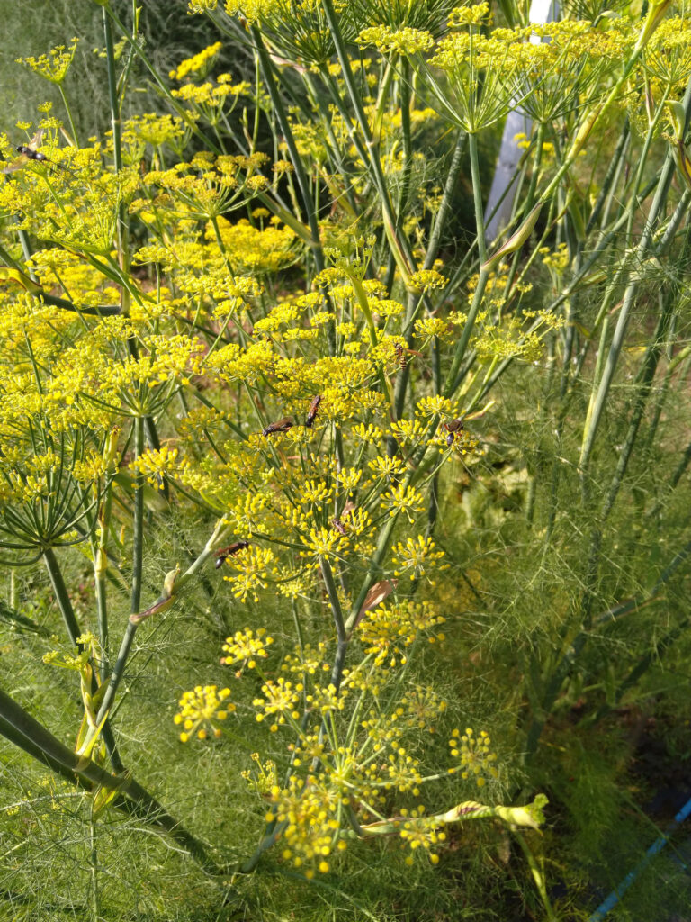 Fennel Leaves