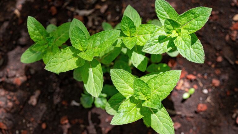 mint growing