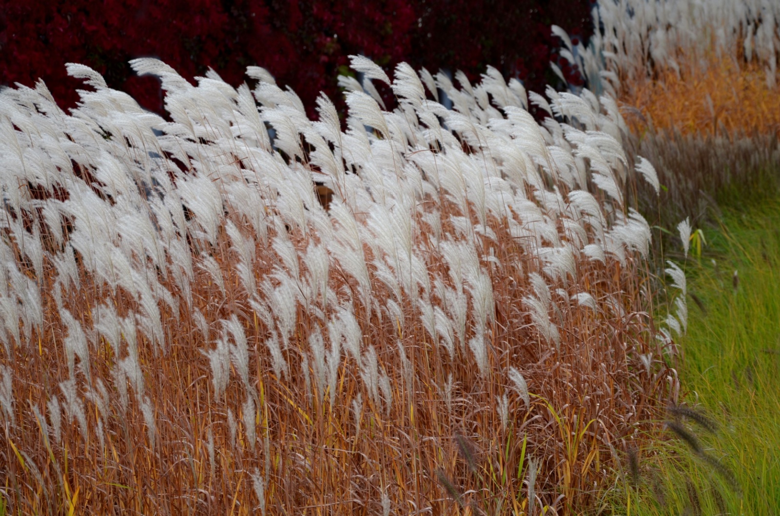 Flower bed of Miscanthus sinensis