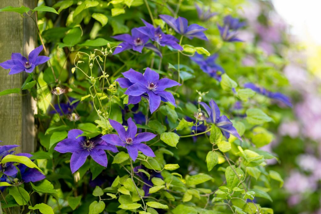 Flowering purple clematis in the garden