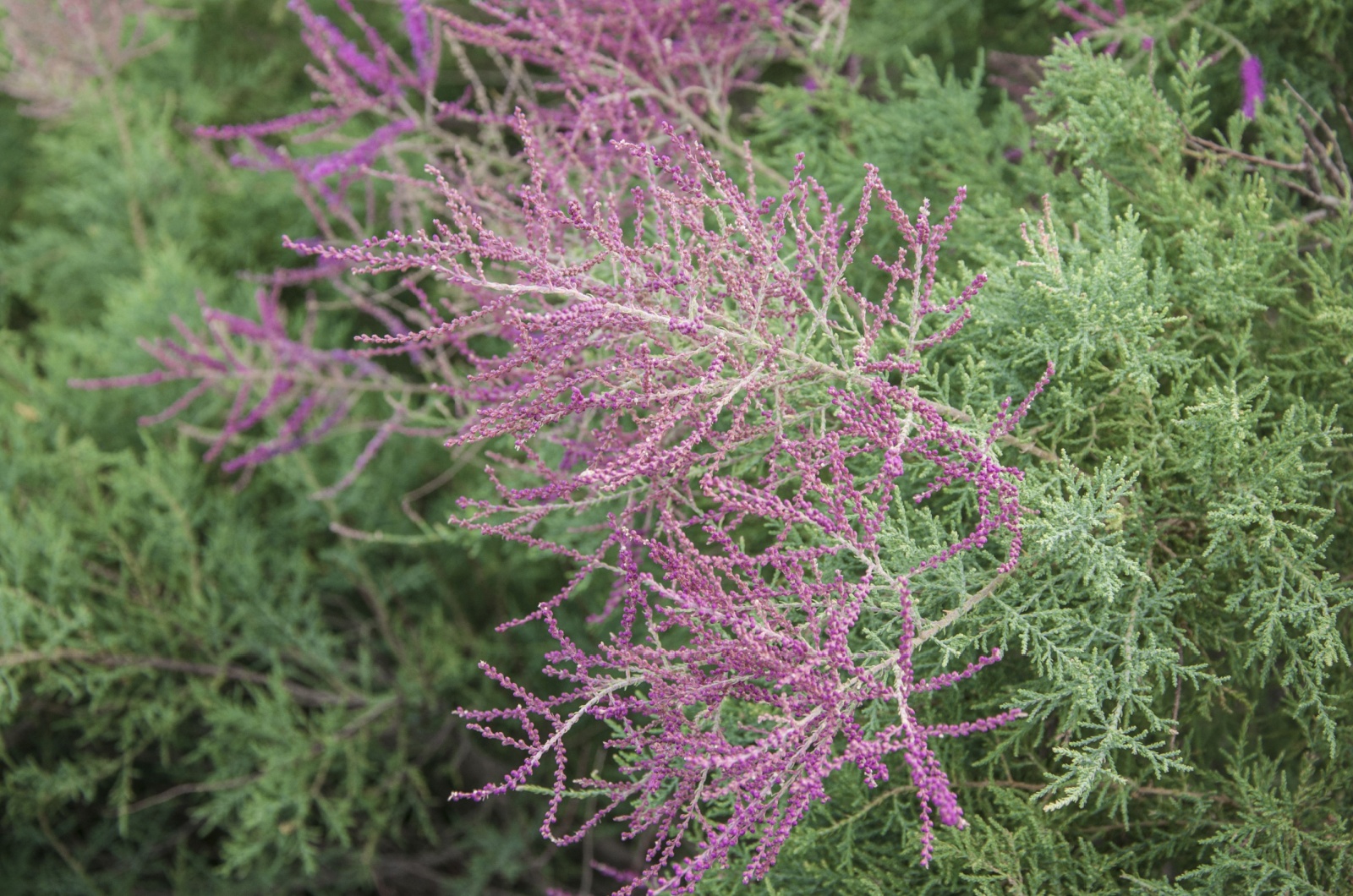 Flowering tamarisk