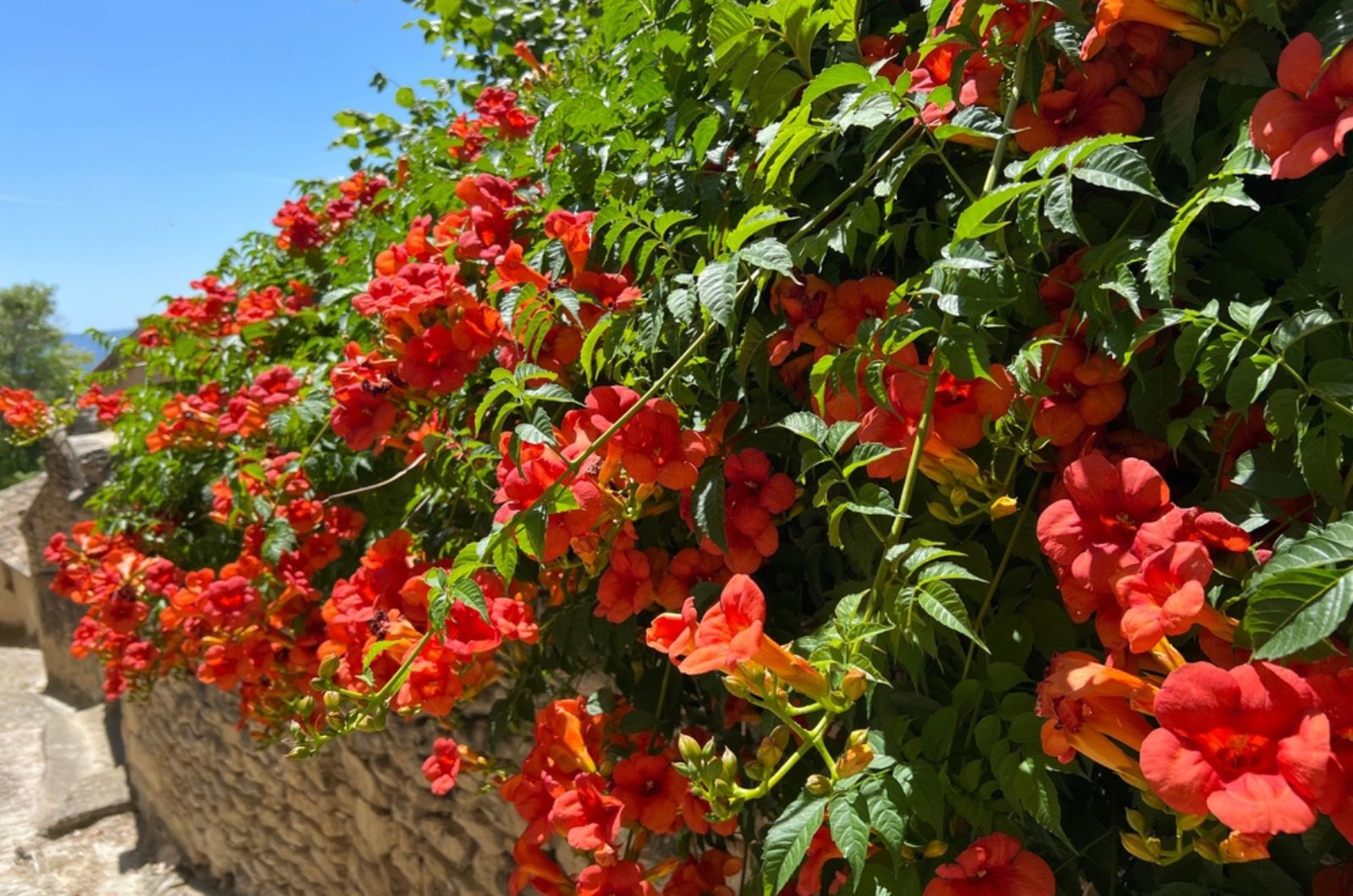 Flowering trumpet vine on wall