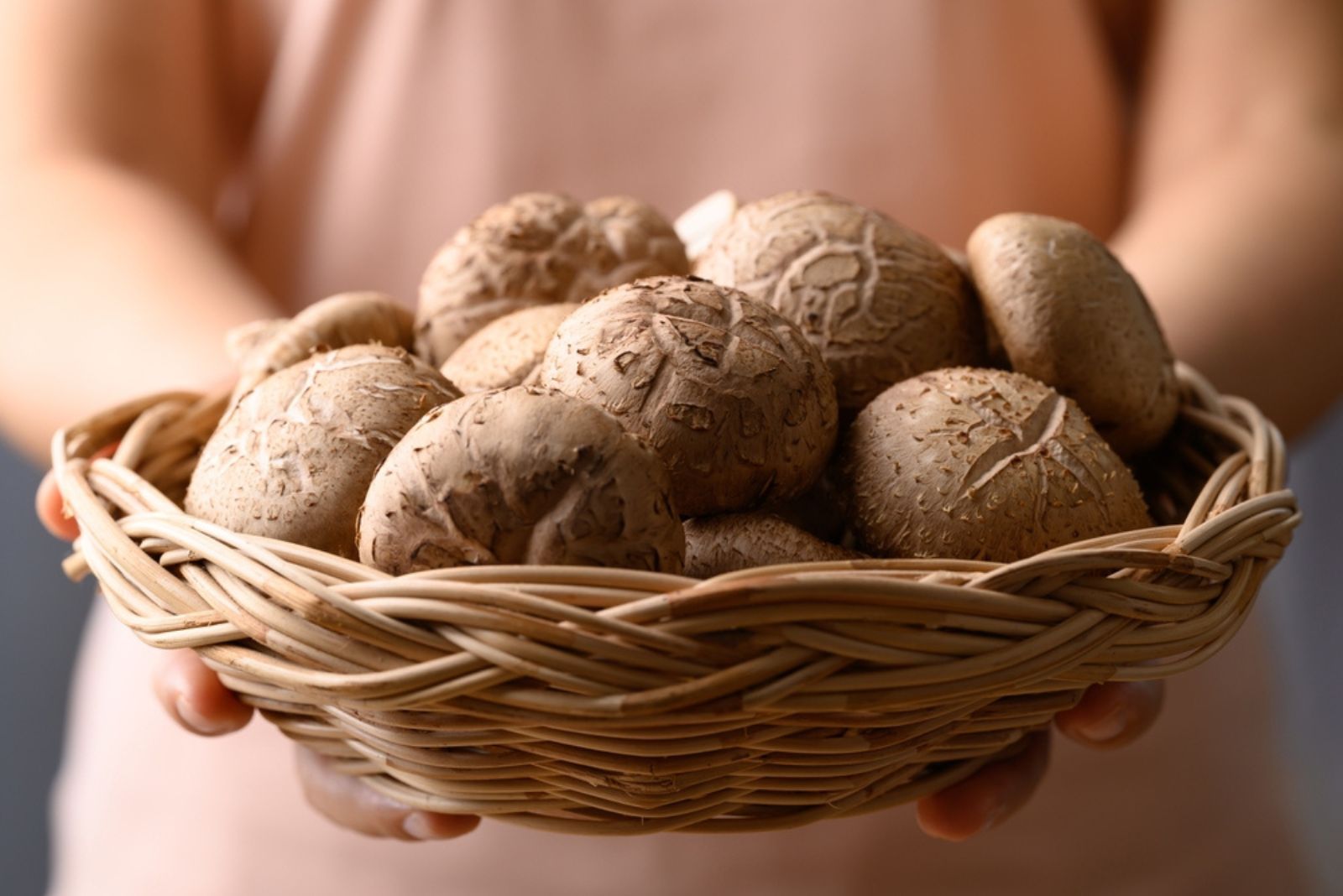 Fresh shiitake mushroom