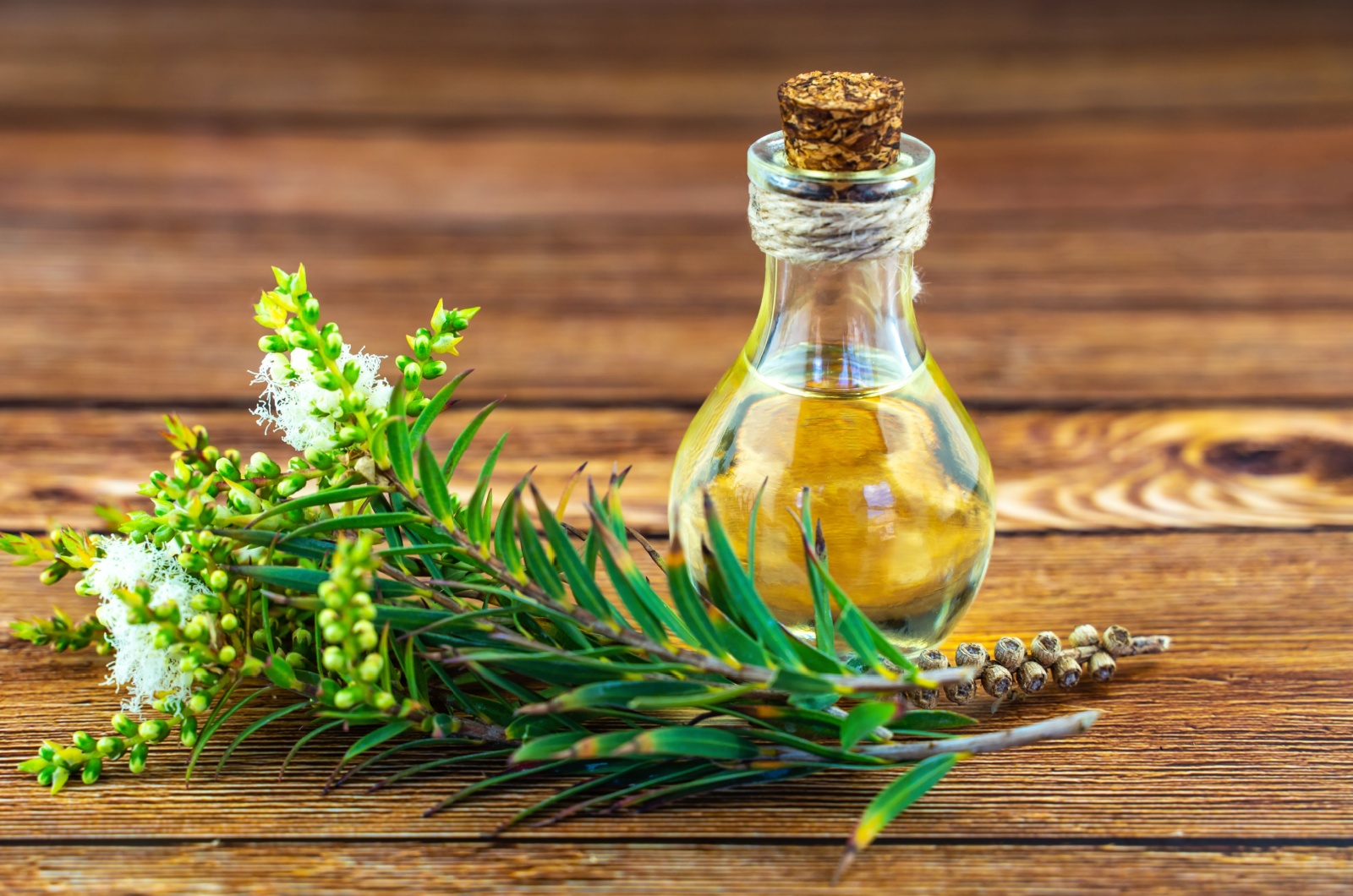 Fresh tea tree branch and essential oil