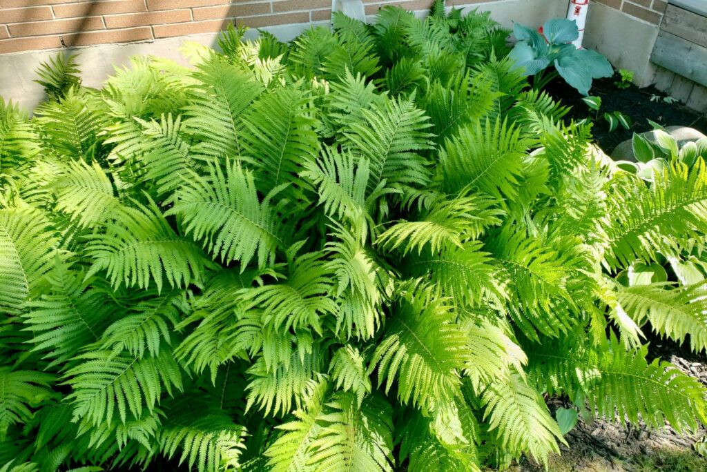 Garden full of Ostrich Ferns