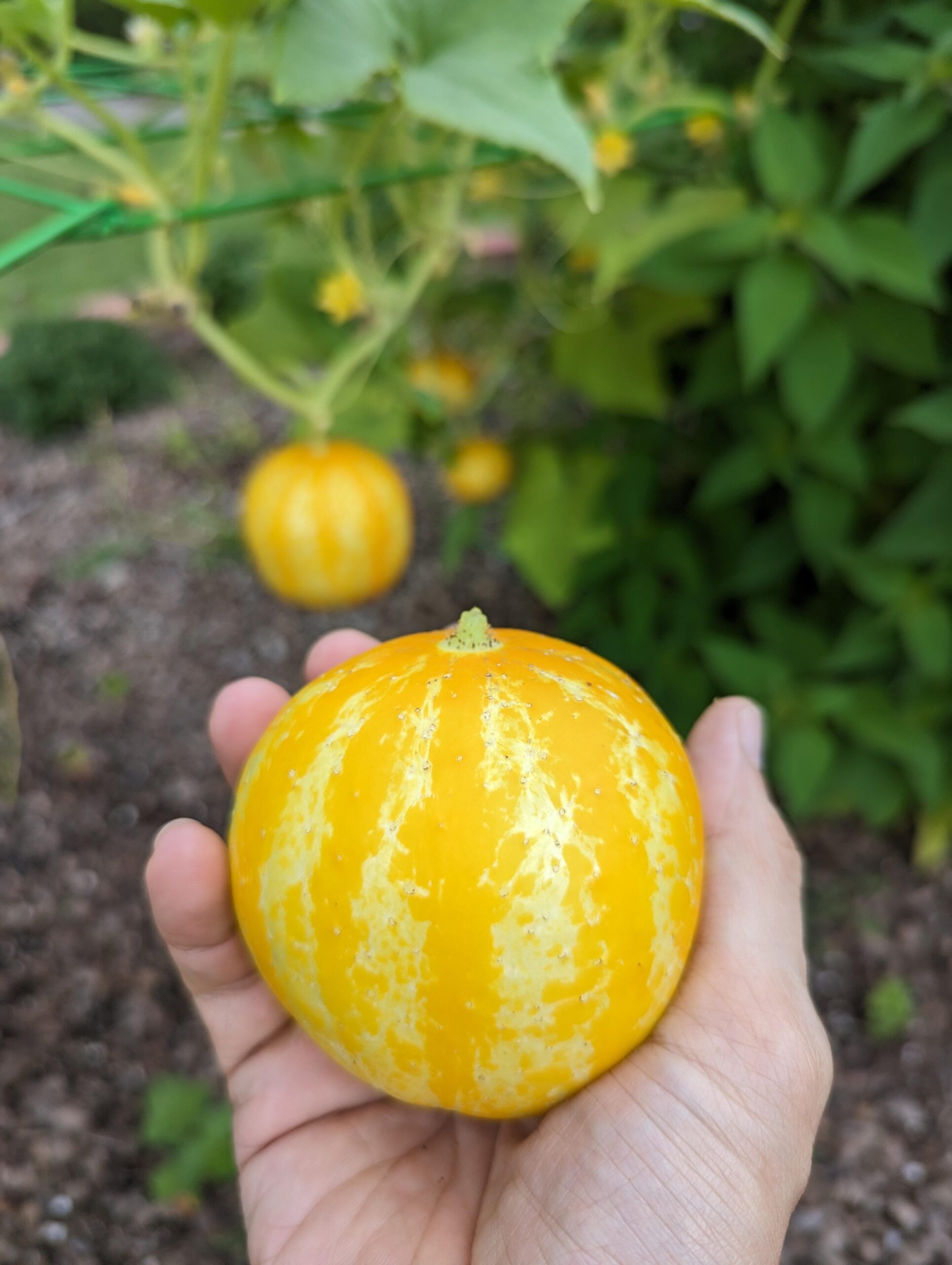 Gardener harvesting lemon cucumbers