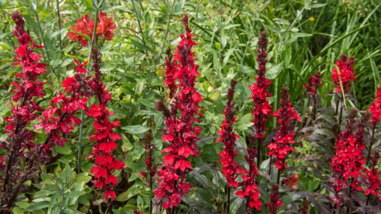 red cardinal flowers