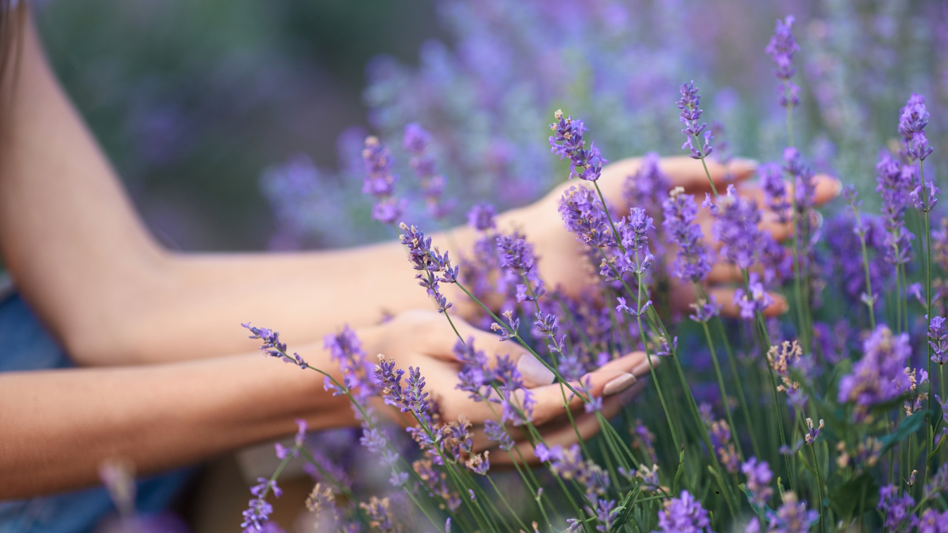 hands holding lavender