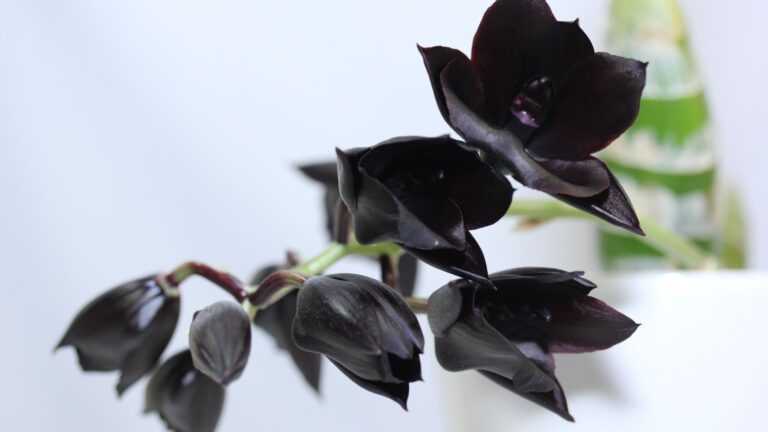 Black Orchids