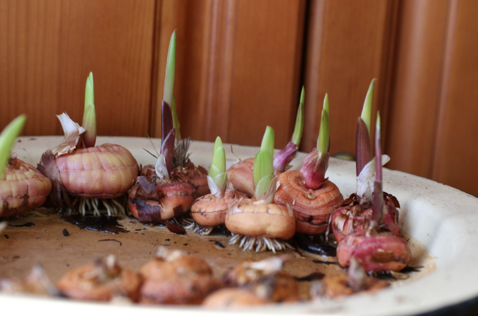 Get Ready To Transform Your Containers With Stunning Gladiolus Bulbs