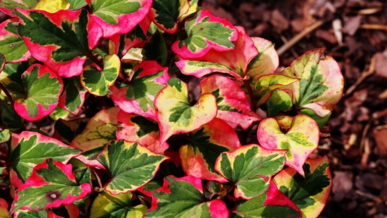 chameleon plants in garden