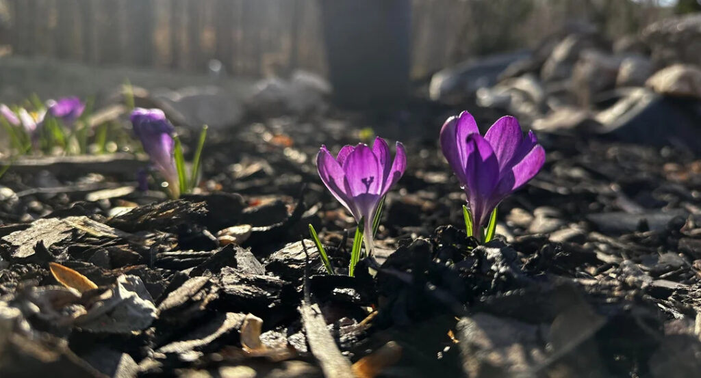 Growing plants in mulch