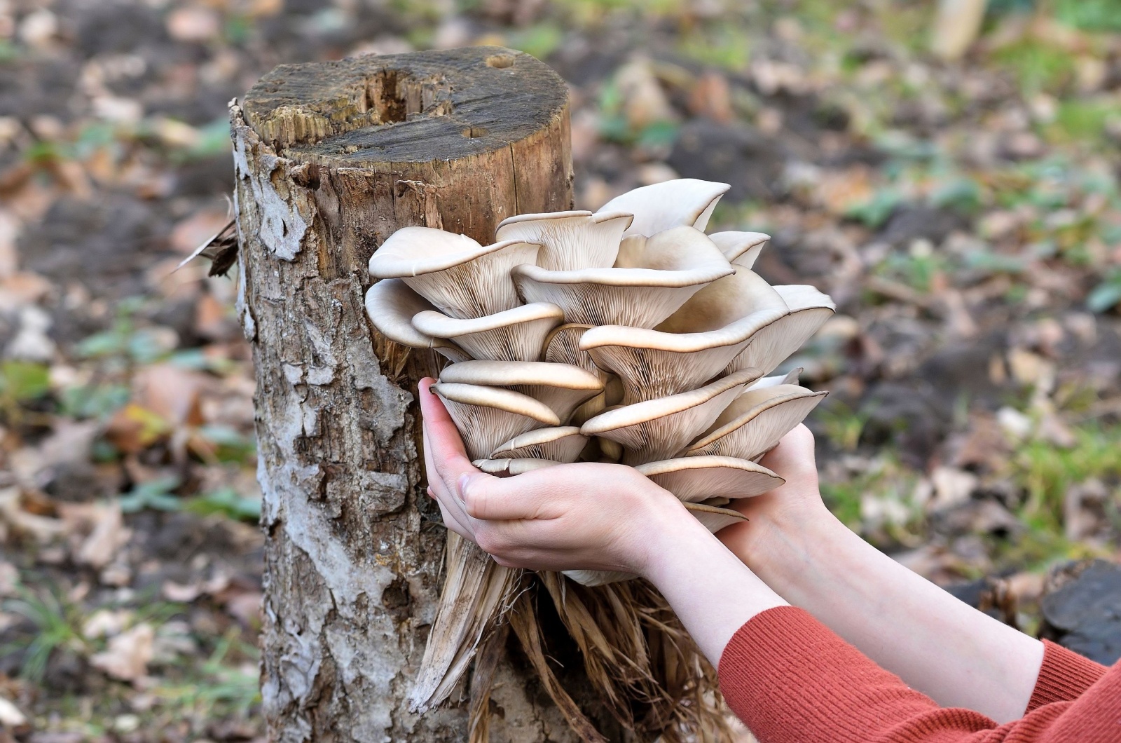 Hands holding Oyster mushrooms