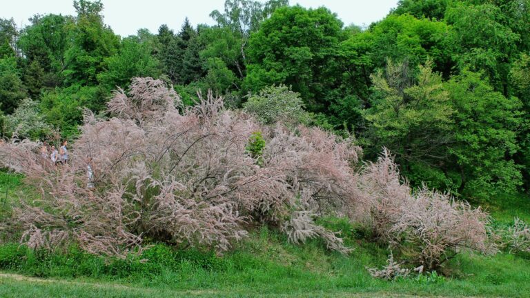 tamarisk plant