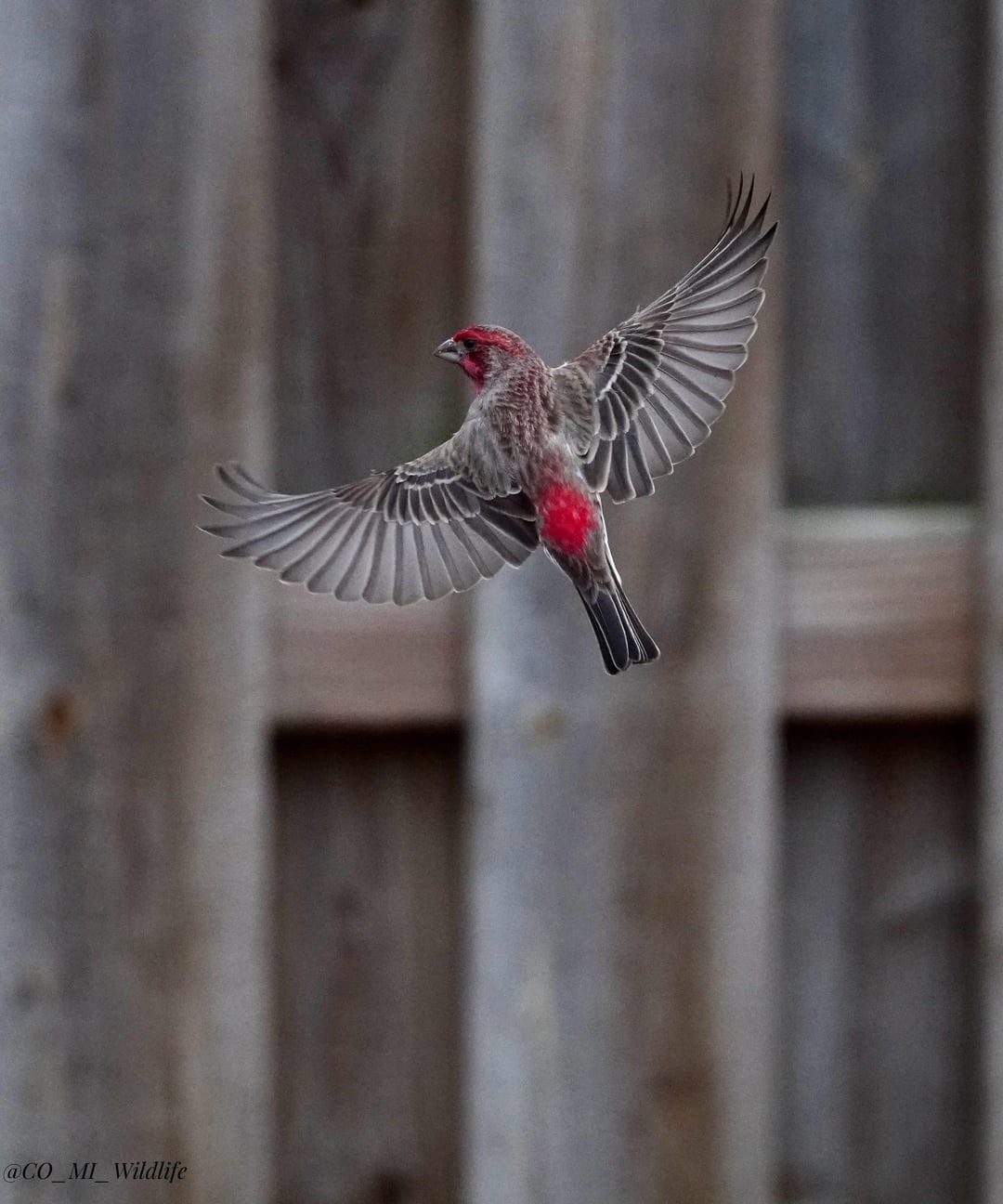 House Finch