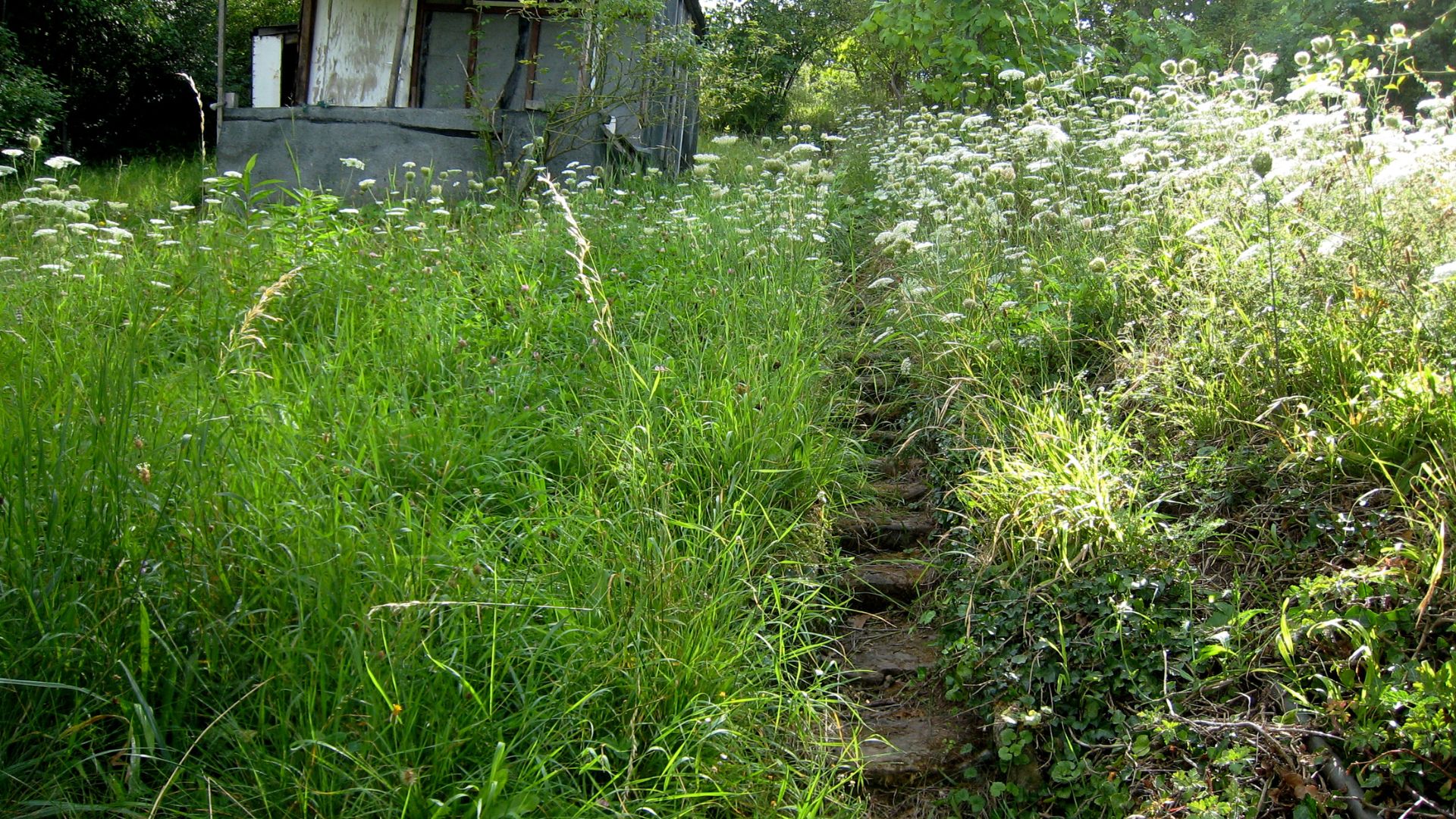 wild yard with grass